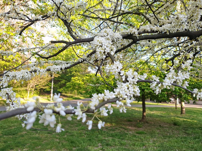 /posts/2024/04/26/cherry-blossom/img/20240426_184748_2.jpg