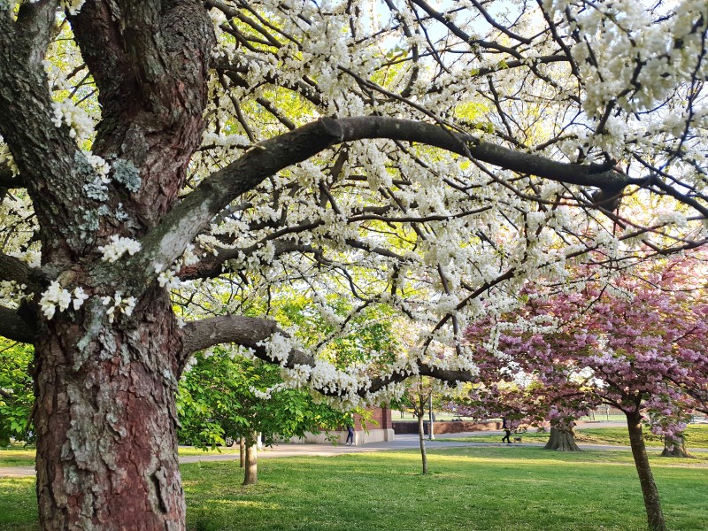 /posts/2024/04/26/cherry-blossom/img/20240426_184756_2.jpg