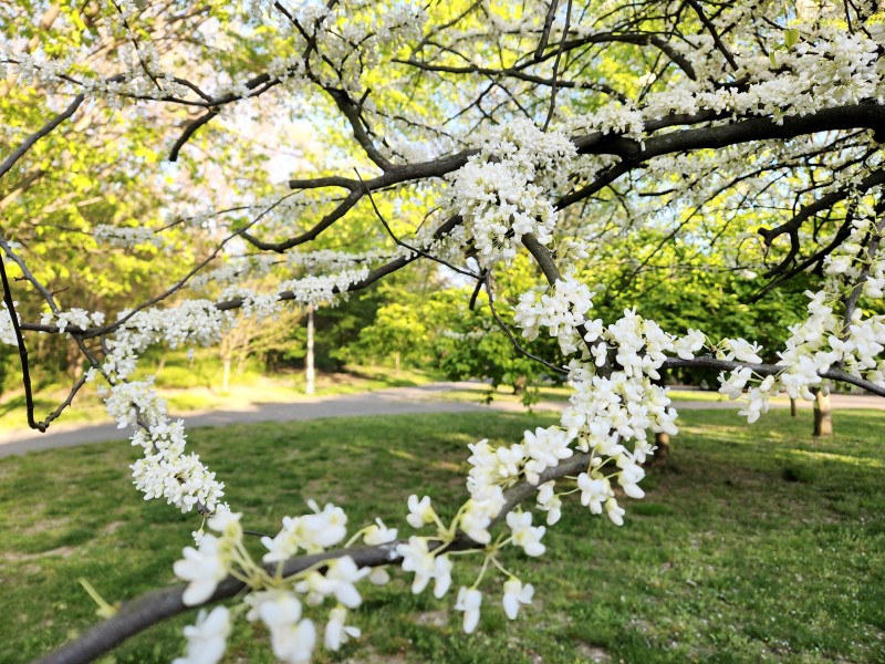 /posts/2024/04/26/cherry-blossom/img/20240426_184819_20.jpg