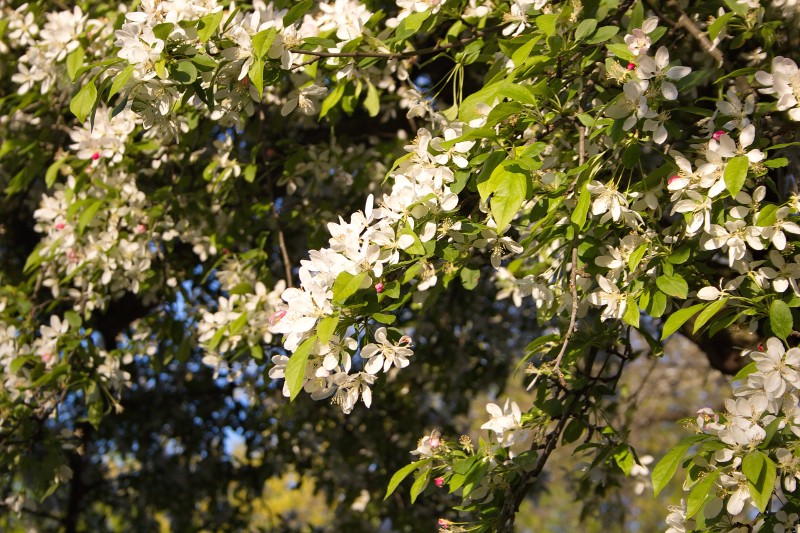 /posts/2024/04/26/cherry-blossom/img/20240426_184844_I.jpg