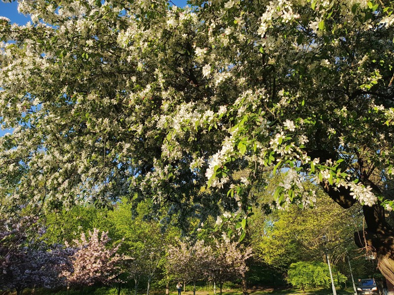 /posts/2024/04/26/cherry-blossom/img/20240426_184905_1.jpg