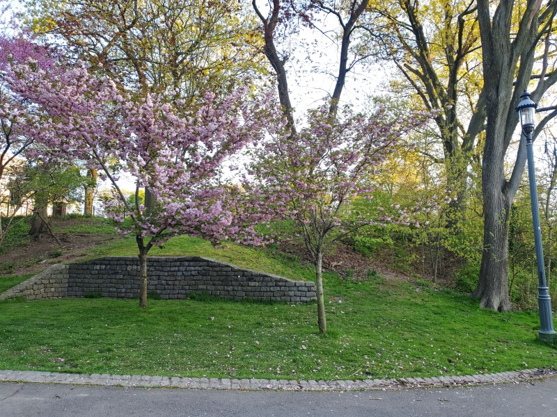 /posts/2024/04/26/cherry-blossom/img/20240426_185933_2.jpg