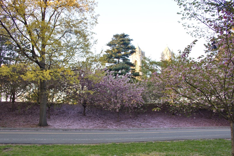 /posts/2024/04/26/cherry-blossom/img/20240426_191746_I.jpg