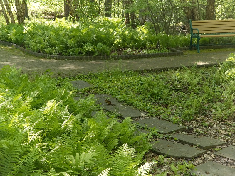 Бурундук