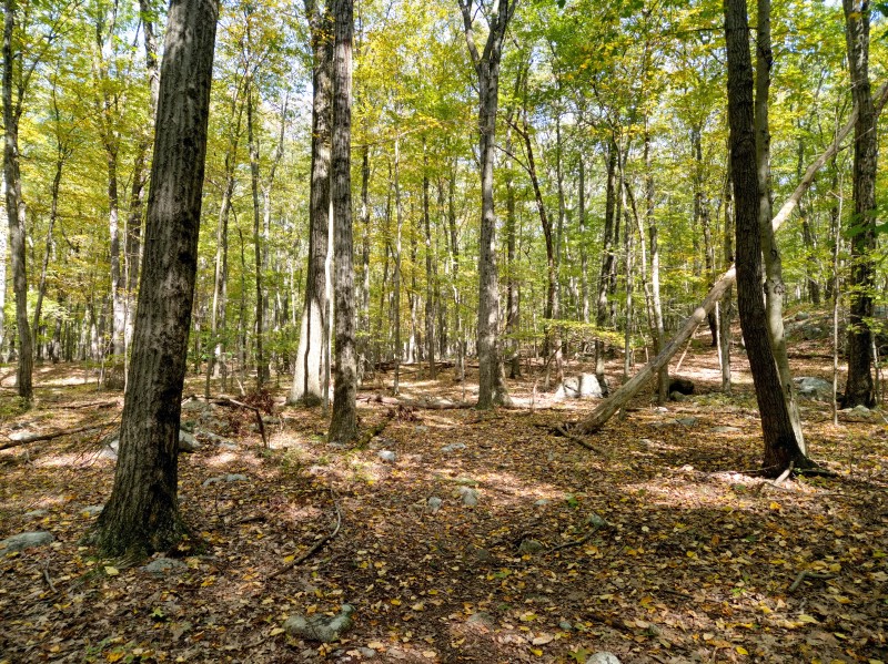 /posts/2024/10/07/harriman-state-park-photos/img/20241007_120738_1.jpg