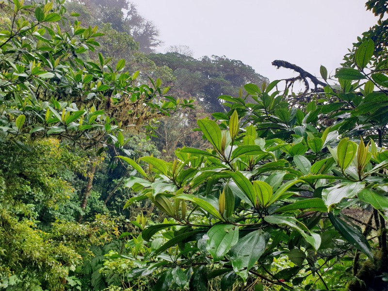/posts/2025/01/07/costa-rica-day03/img/20250107_114727.jpg