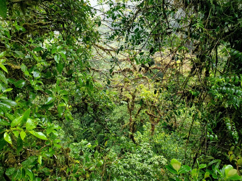 /posts/2025/01/08/costa-rica-day04/img/20250108_095503.jpg