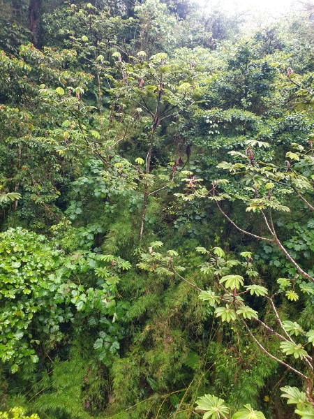 /posts/2025/01/08/costa-rica-day04/img/20250108_095942.jpg