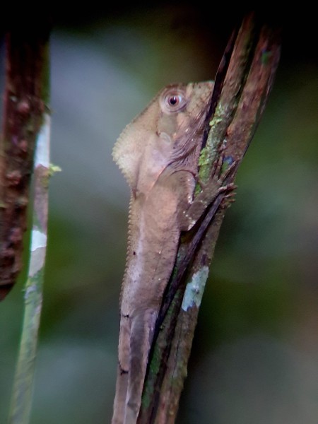 Helmet-headed Lizard