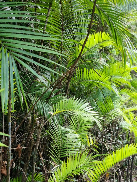 /posts/2025/01/09/costa-rica-day05/img/20250109_103457.jpg