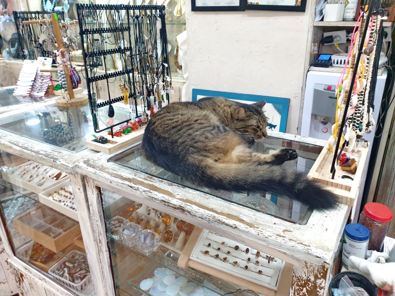 Кот на витрине