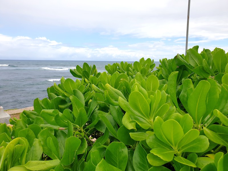 /posts/2025/01/20/dominican-republic-day10/img/20250120_123521.jpg