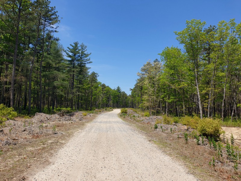 Wharton State Forest (день 1)
