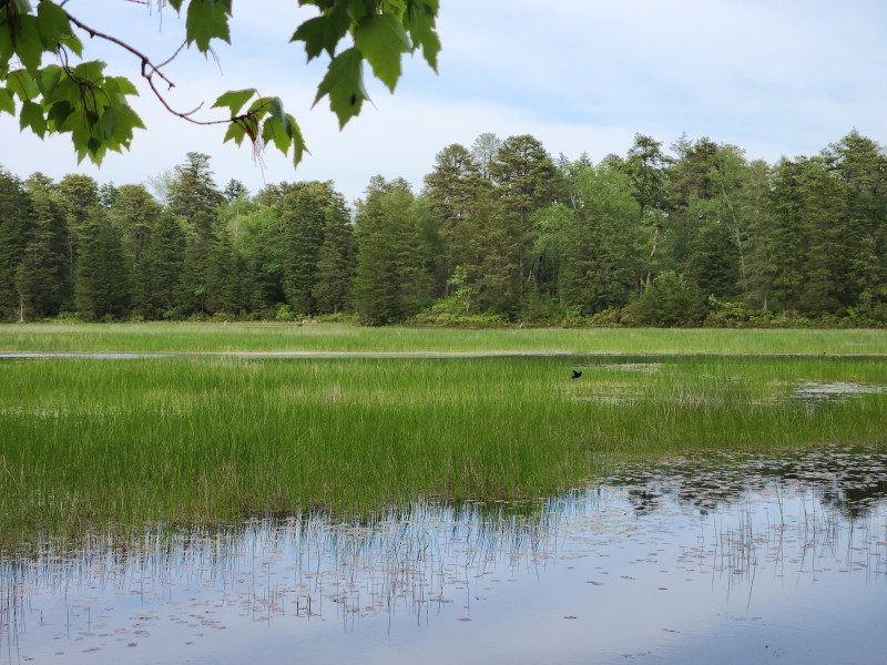 Batsto Lake