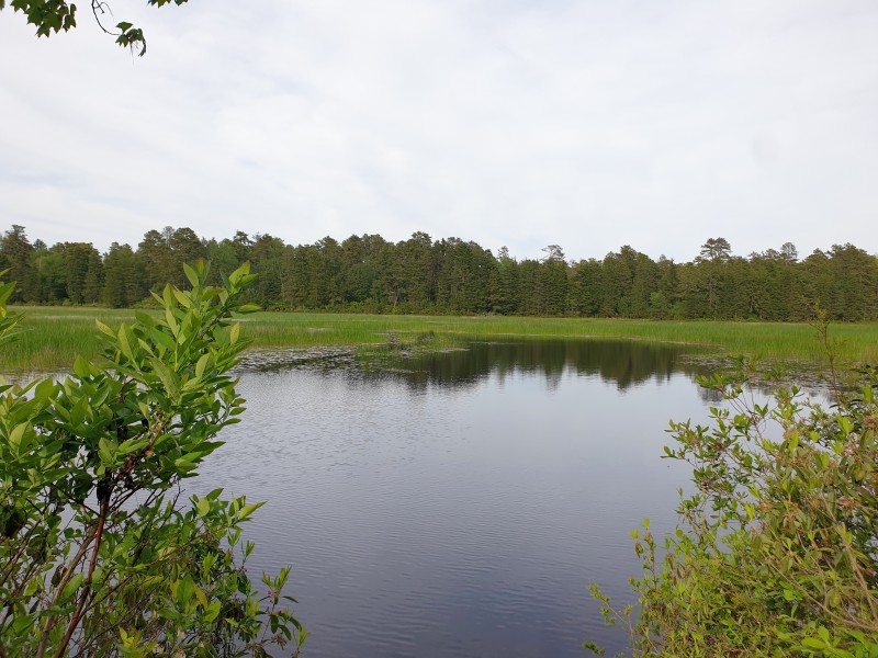 Batsto Lake