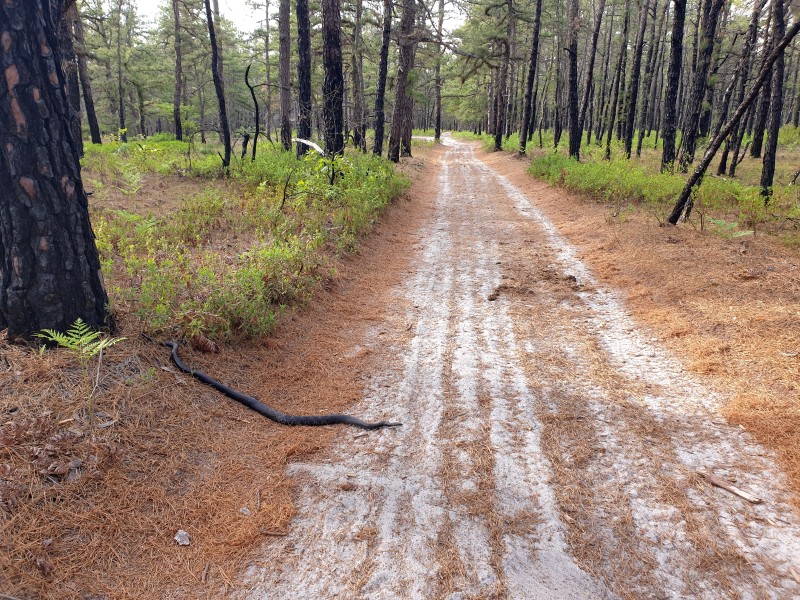 Змея Black Rat Snake