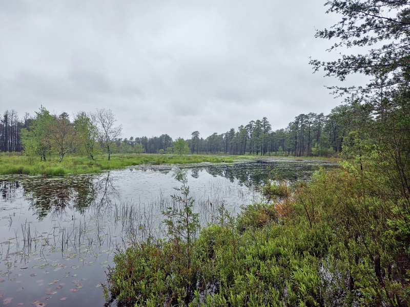 Beaver Pond