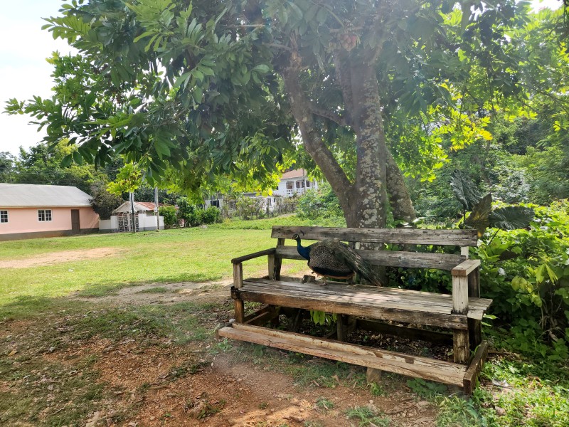 Павлин на лавочке