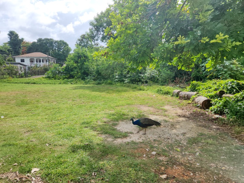 Павлин на лавочке