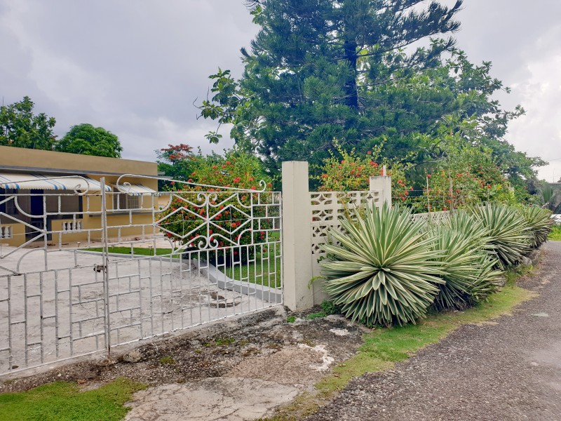 Кусты у забора