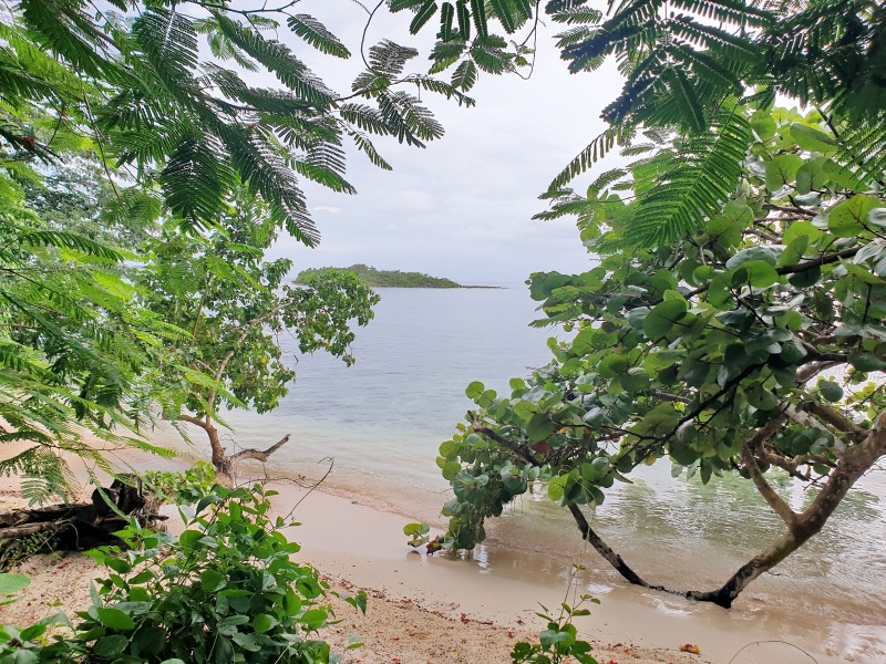 Пляж с деревьями