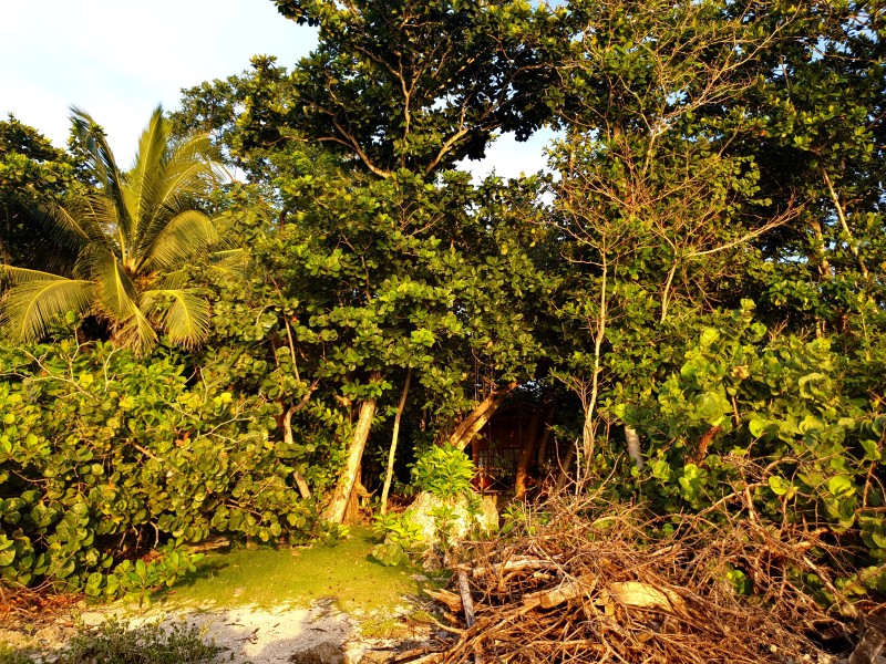 Домик в кустах