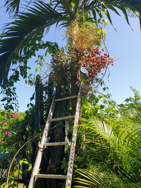 Carpentaria palm tree
