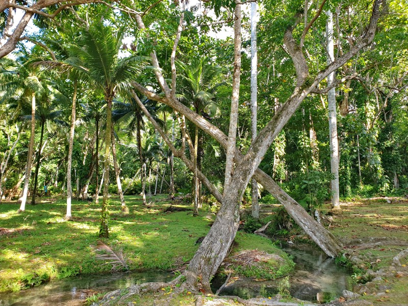 Индюшачий Гриф на дереве