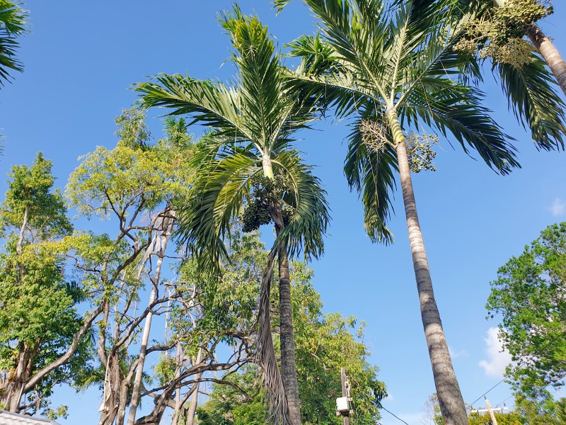 Пальмы