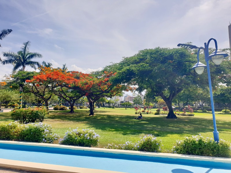 Учеба в тени деревьев