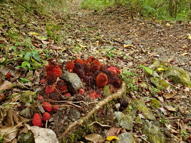 Баланофора