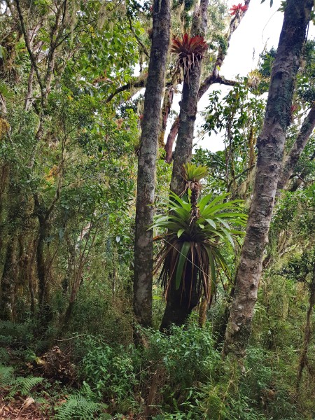 Tillandsia complanata
