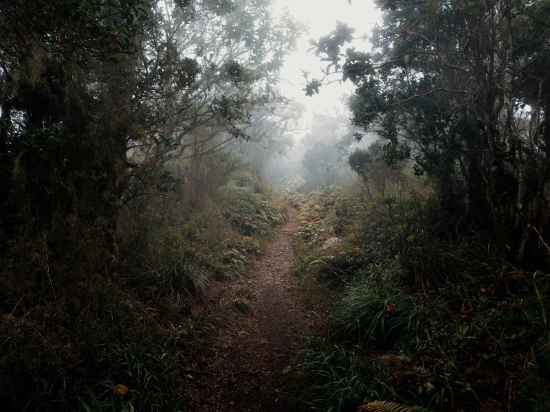 Тропа в тумане