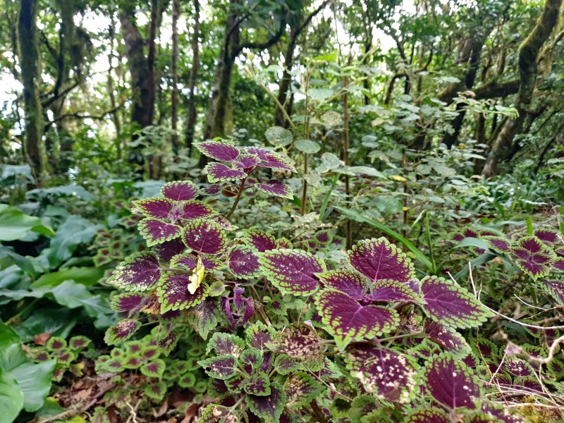 Coleus scutellarioides