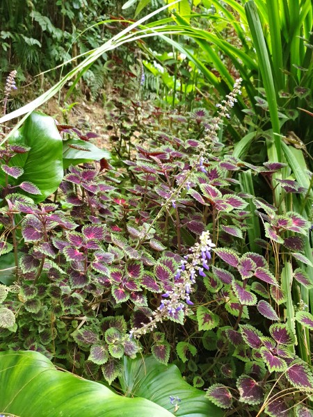 Coleus scutellarioides