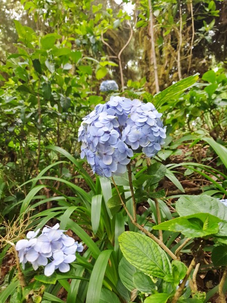 Гортензия крупнолистная