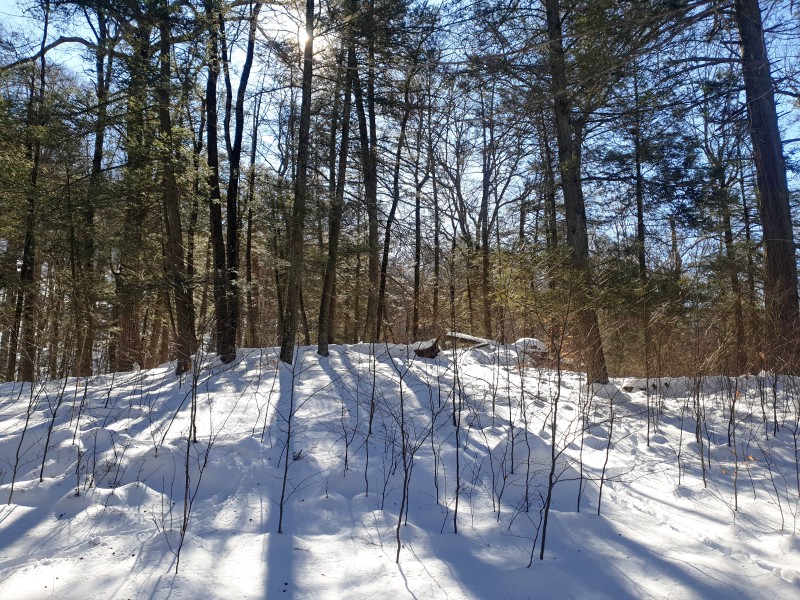 /posts/2026/02/02/harriman-state-park-snow/img/20260202_115600_1.jpg