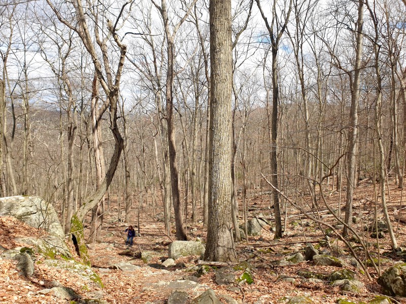 /posts/2026/04/06/harriman-state-park-26.02/img/20260406_115701.jpg
