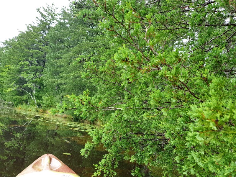Можжевельник (Juniperus virginiana)