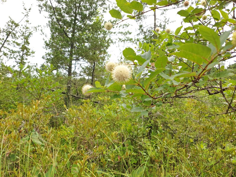 Buttonbush